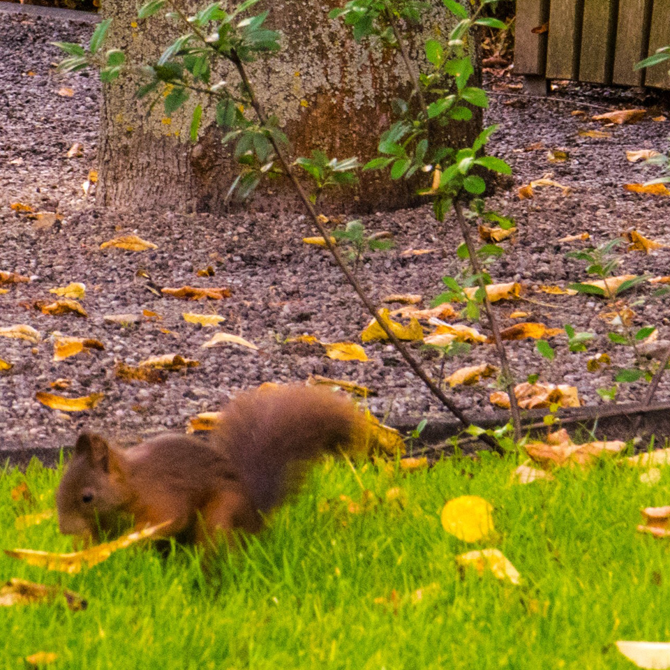 A squirrel in the Hesperiden Gardens